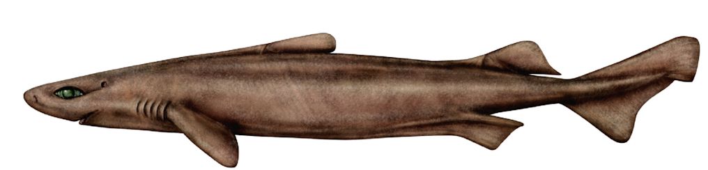 Centroscymnus owstoni_010.jpg